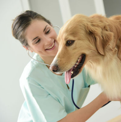 Vet Clinics Case Study  K9000 Dogwash