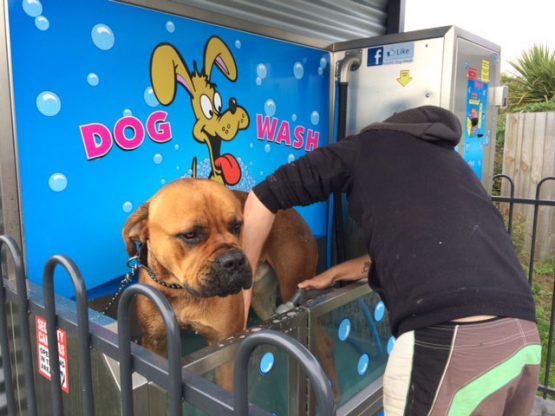 K9000 Dogwash Gallery