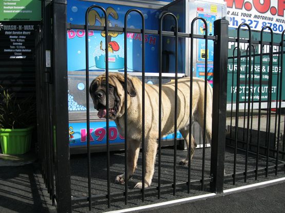 K9000 Dogwash Gallery