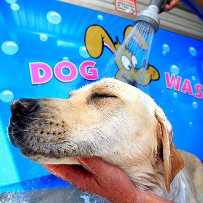 diy dog wash christchurch